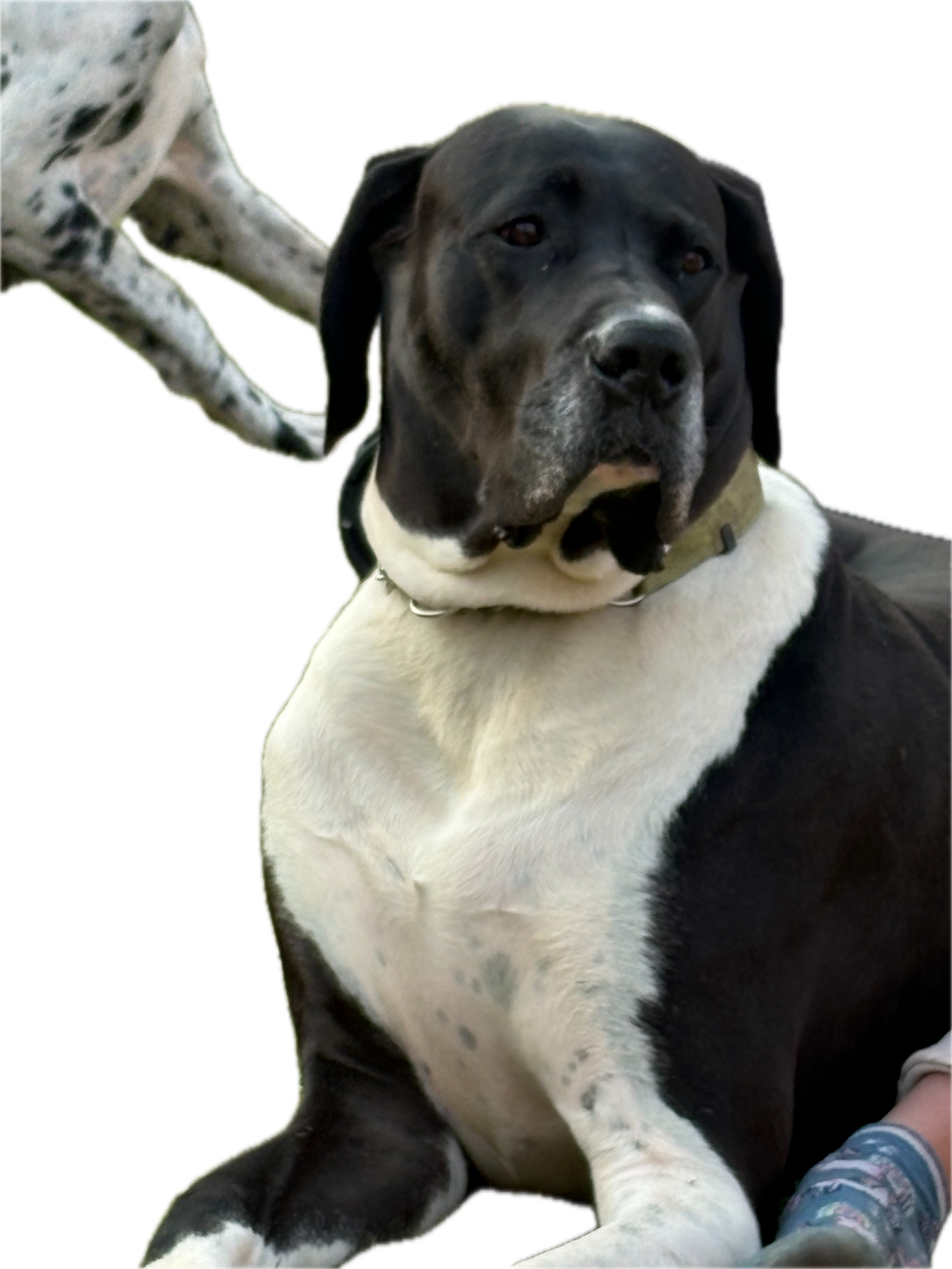 Ankers Great Dane