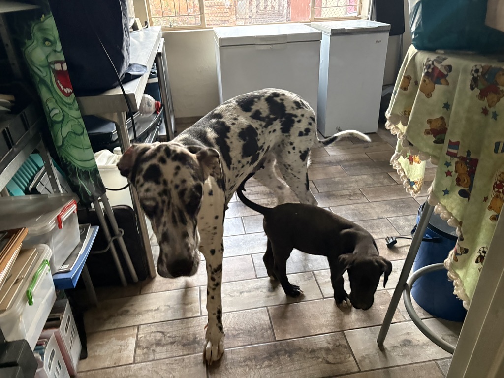 Katara's puppies