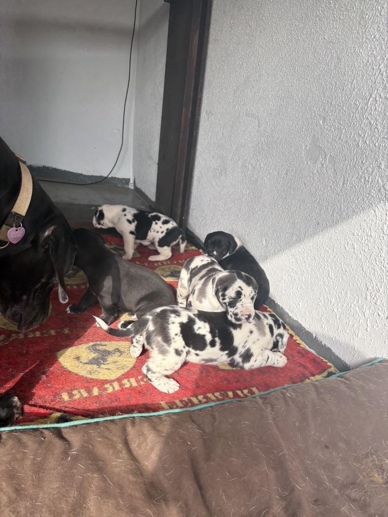 Katara with one of the puppies