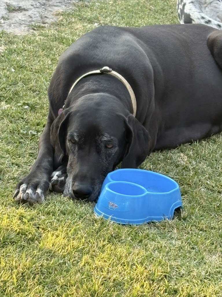 Lucy relaxing outside next to her water bowl