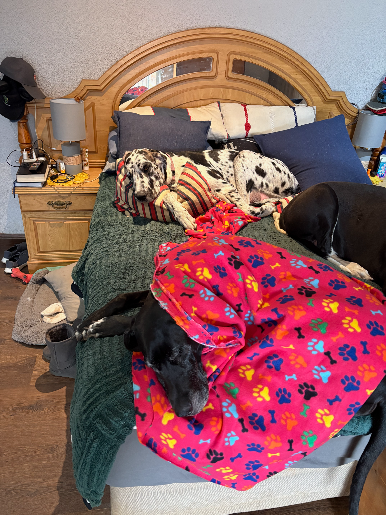 Lucy and the Ankers Great Danes relaxing on the family bed