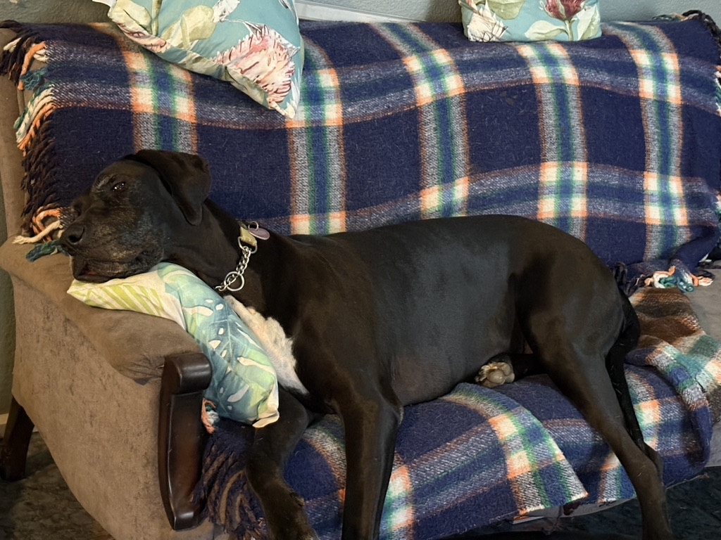 Lucy, black Great Dane