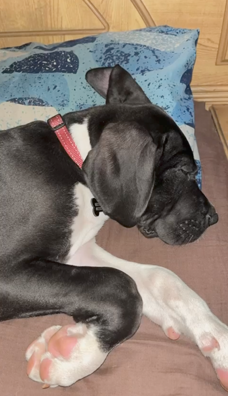 Thanos as a young puppy sleeping