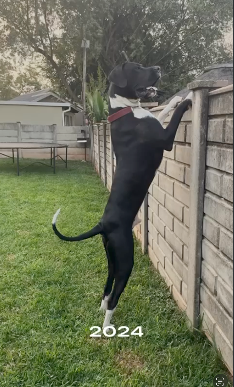 Thanos standing up to look over the wall