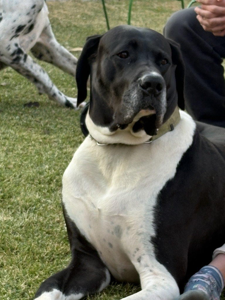 Thanos, mantle Great Dane