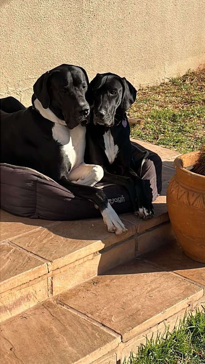 Thanos relaxing with another Great Dane